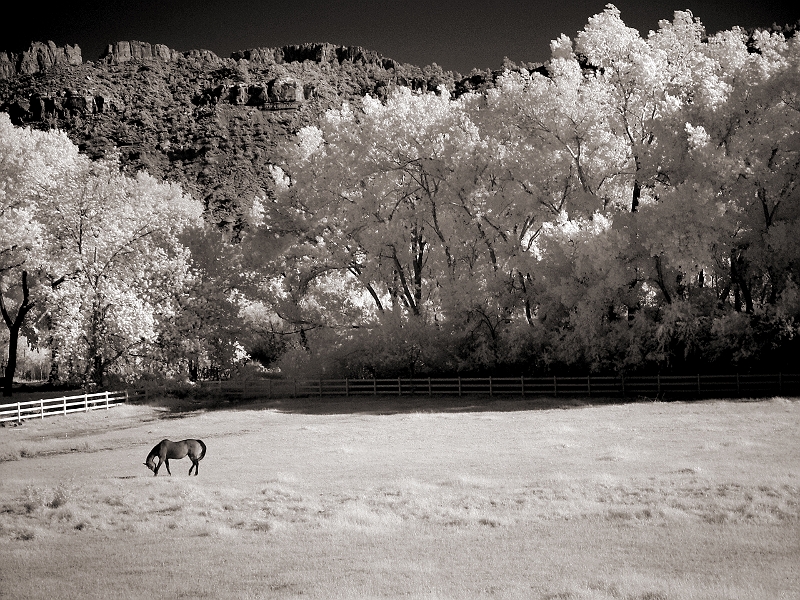Horse in Pasture Near Zion, UT � Dave Hickey